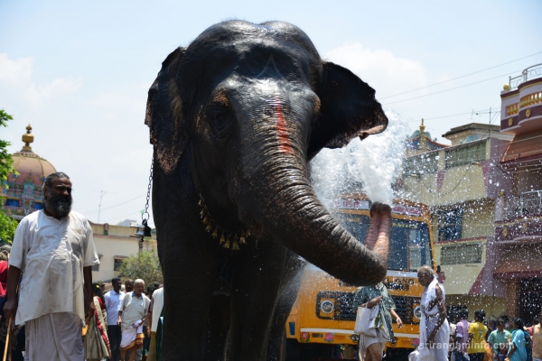 elphant water spray cool way